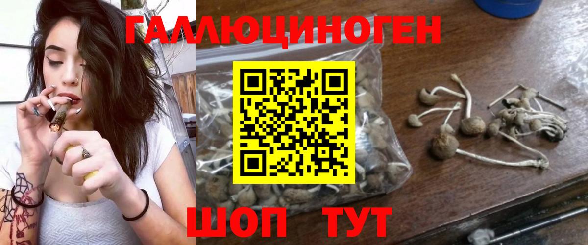Галлюциногенные грибы Psilocybine cubensis Гудермес